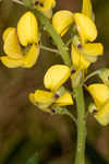 Ethiopian rattlebox